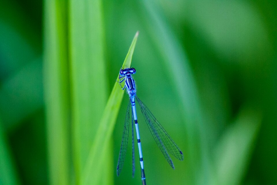Insects dragonfly macro