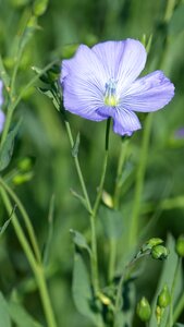Fleur-de-lin spring Free photos