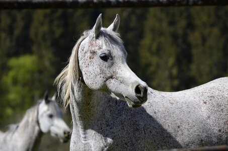 Animal mammal cavalry