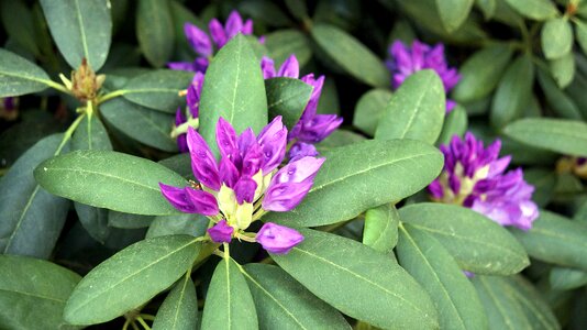 Bush rhododendron plant