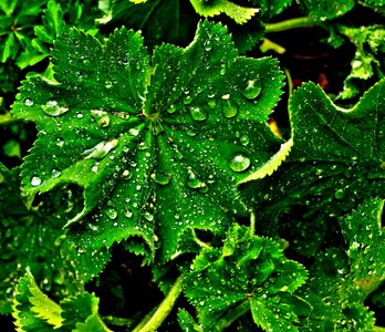 Raindrop drop of water avens