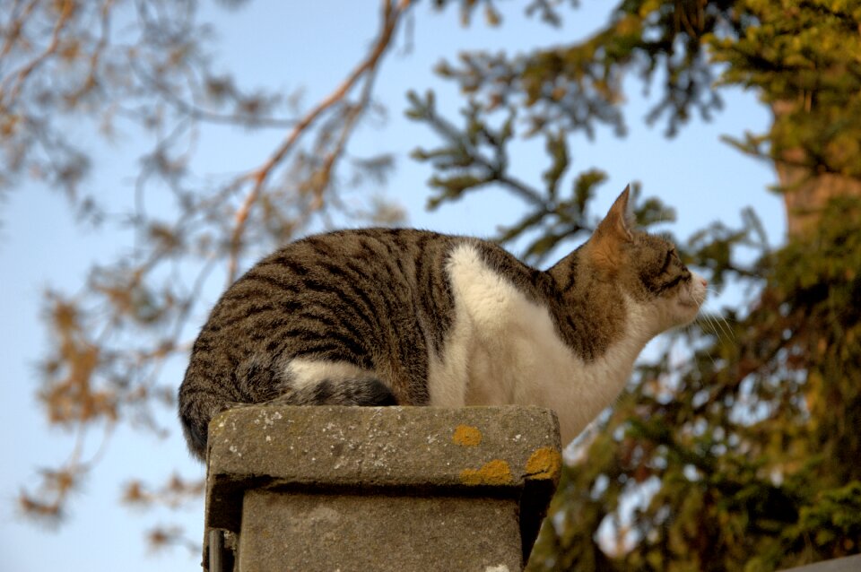 Cat nature Free photos
