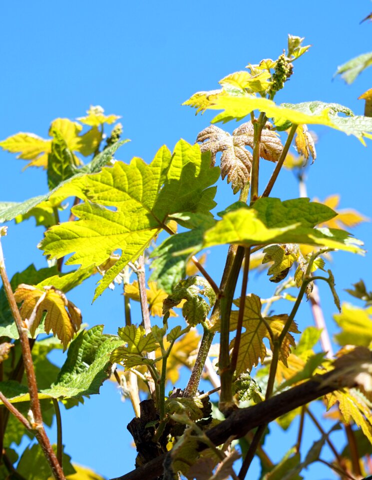 Plant nature agriculture
