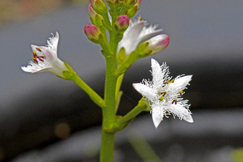 Menyanthes menyanthes trifoliata sumpfpfanze