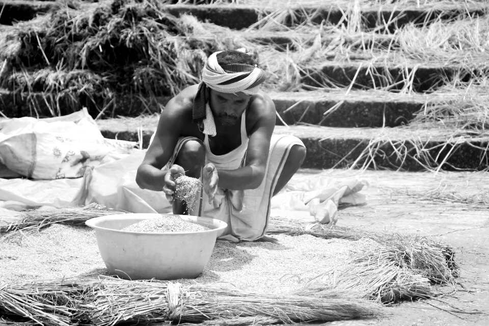 Grape harvest harvest time