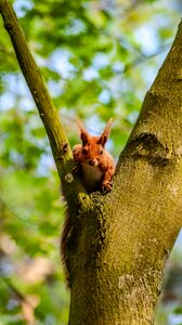 Tree nature animals