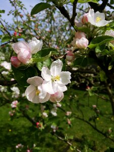 Bloom blooming apple tree branch photo