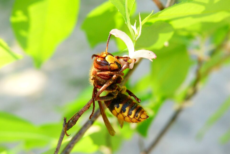 Osowate european hornet vespa crabro