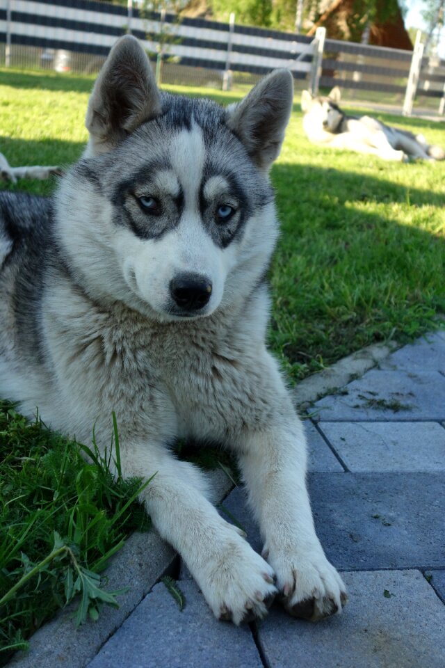 Sled dog sunny blue eye