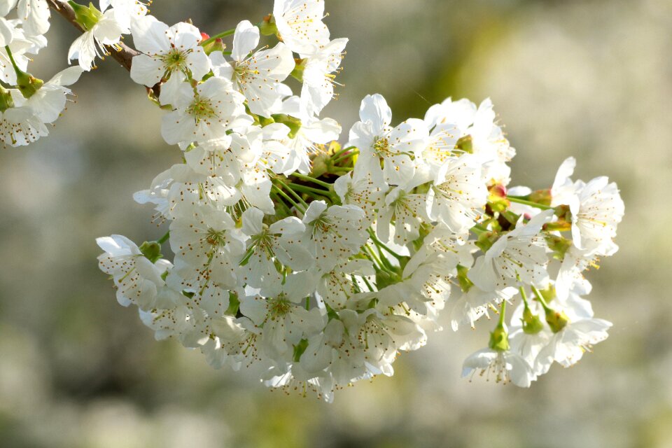 Blossoming cherry flowering spring
