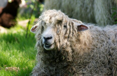 Sheep animal field photo