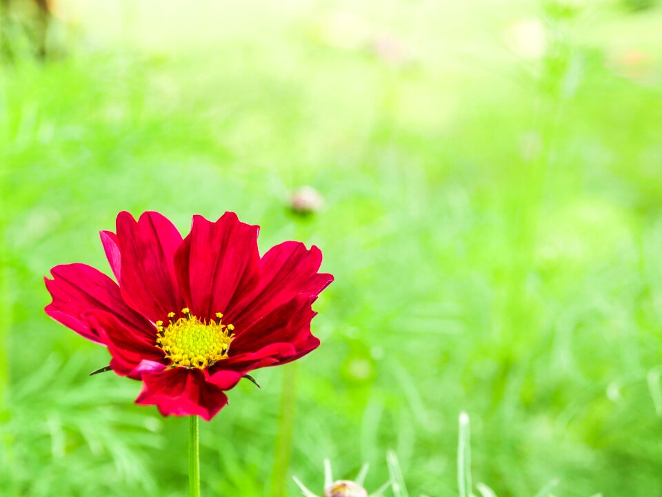 Red nature bloom