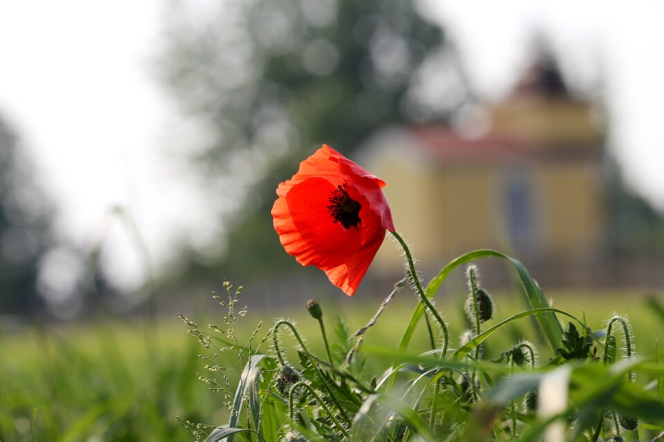 Nature field meadow