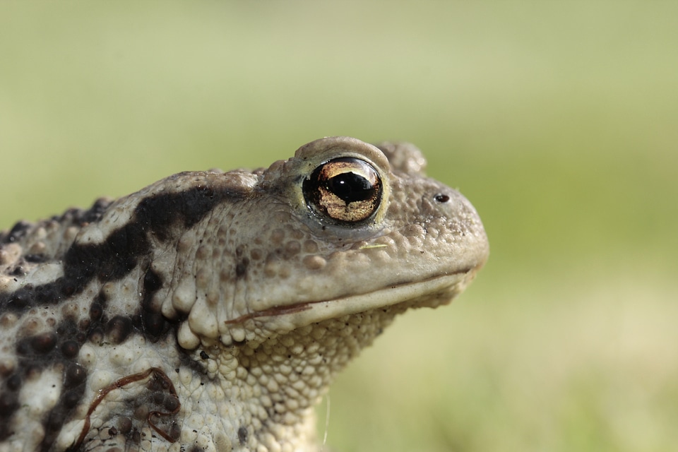 Amphibian head portrait