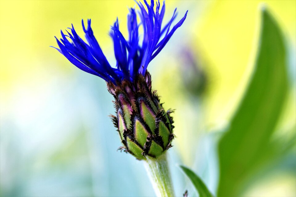 Blue vernal develops