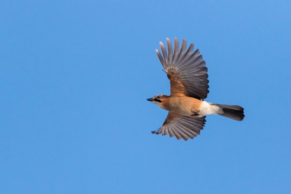 Bird the flight of a bird nature