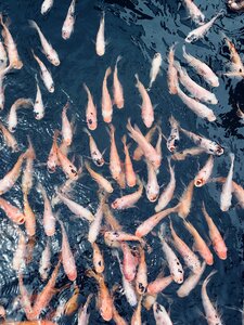 Sri lanka water koi fish