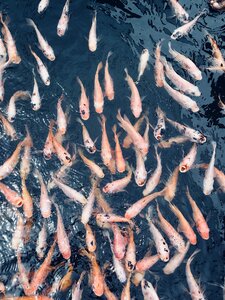 Sri lanka water koi fish photo