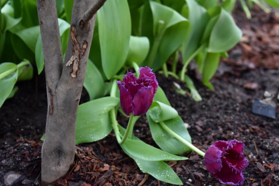 Spring spring flowers double tulip photo