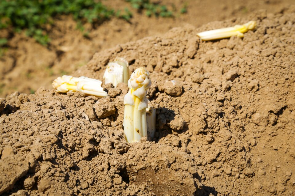 Green asparagus asparagus field food