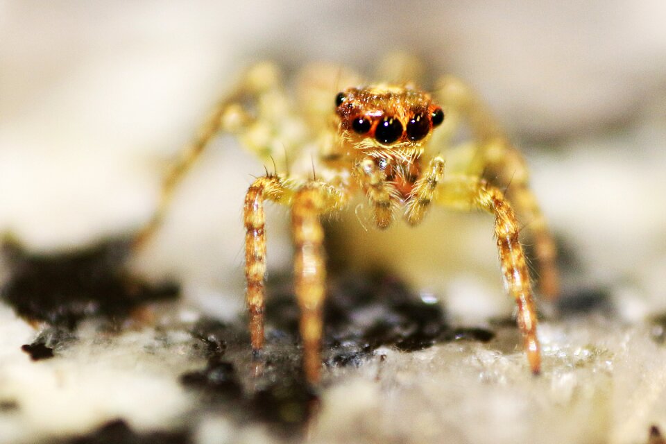 Macro photography close insect