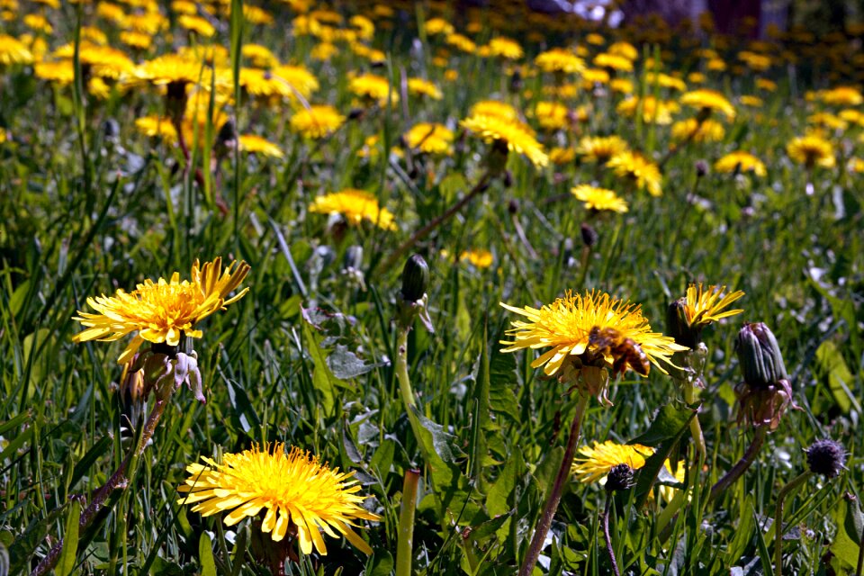 Summer field grass