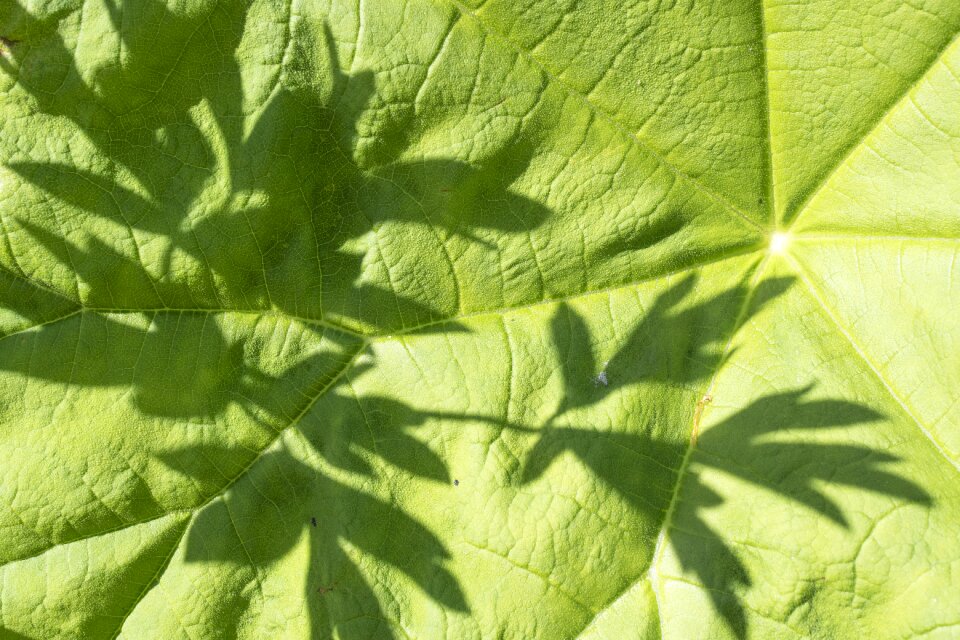 Shadow green leaf nature