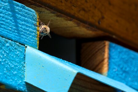 Pollination honeybee beekeeping