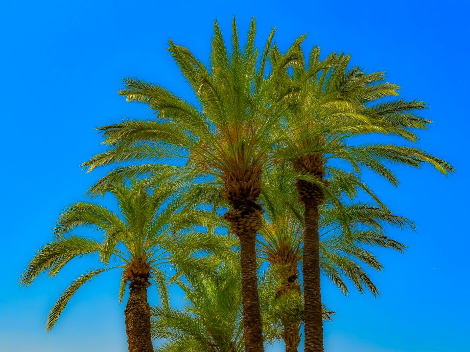 Plant sky nature