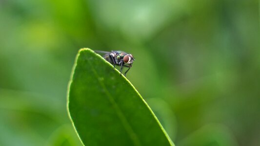 Pest annoying flight photo