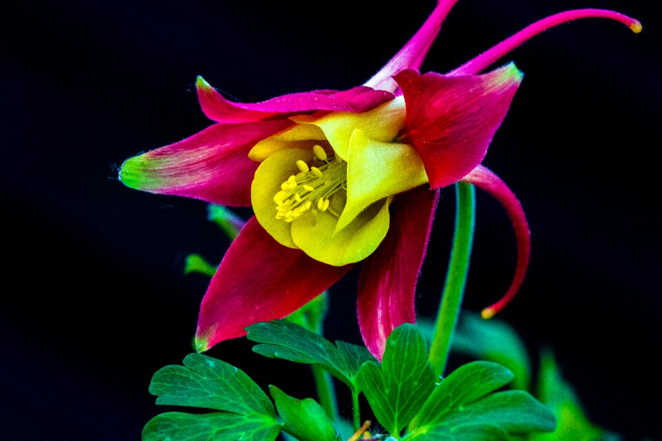 Flower purple flora