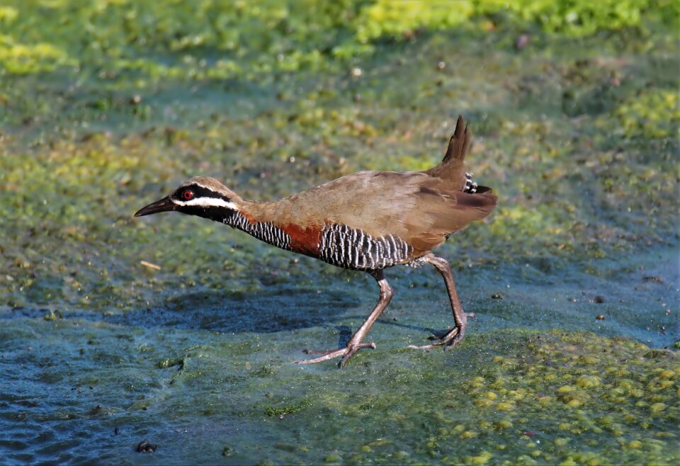 Bird outdoors wild