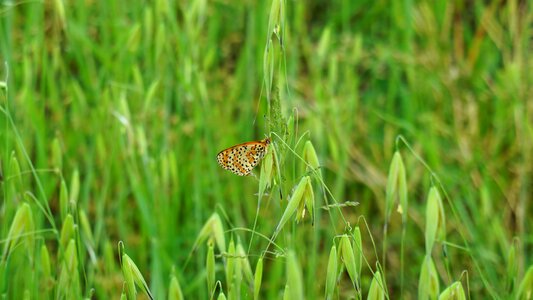 Insects nature meadows photo