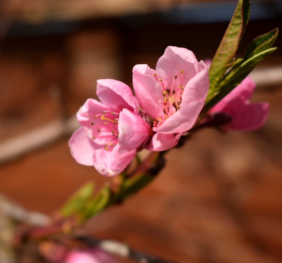 Leaf peach persikoblomma
