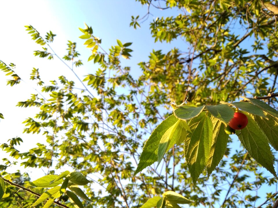 Leaf cloud cherry