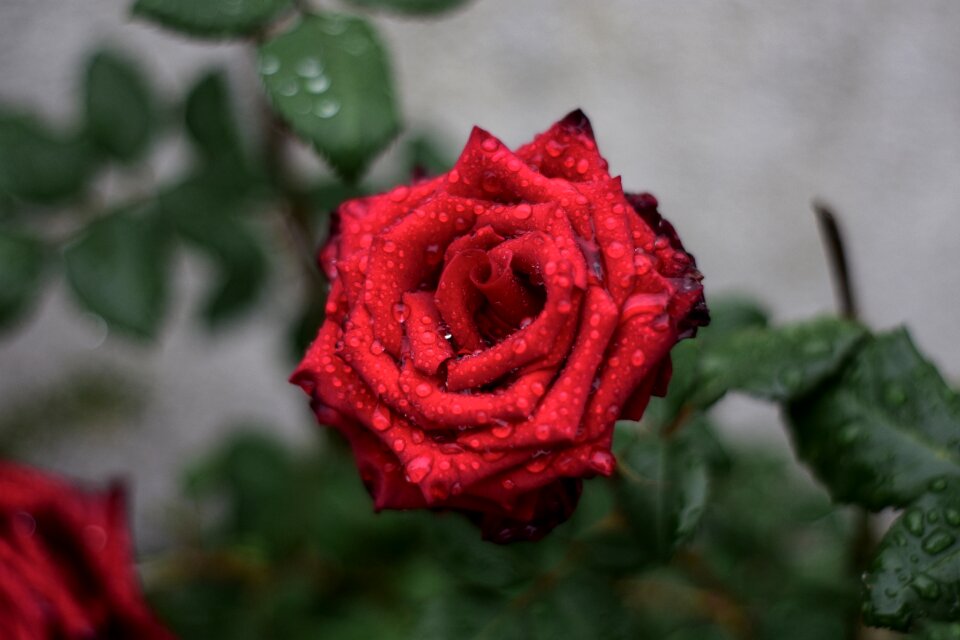Flower plant petal