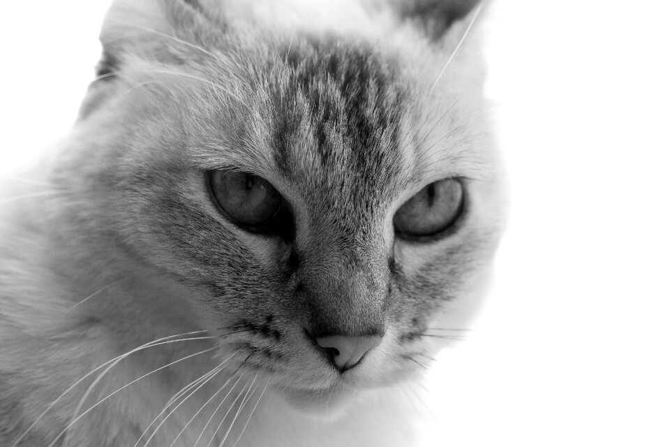 Pet animal grey
