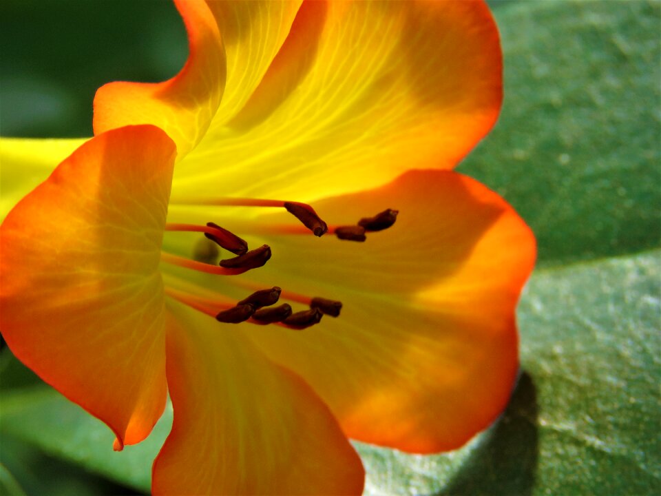 Garden leaf color