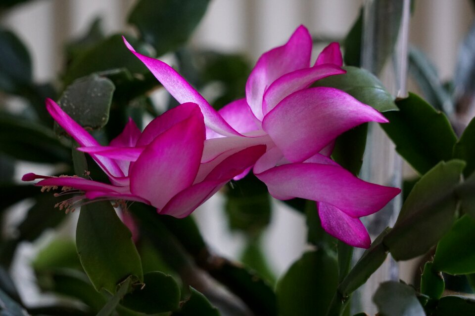 Plant garden nature