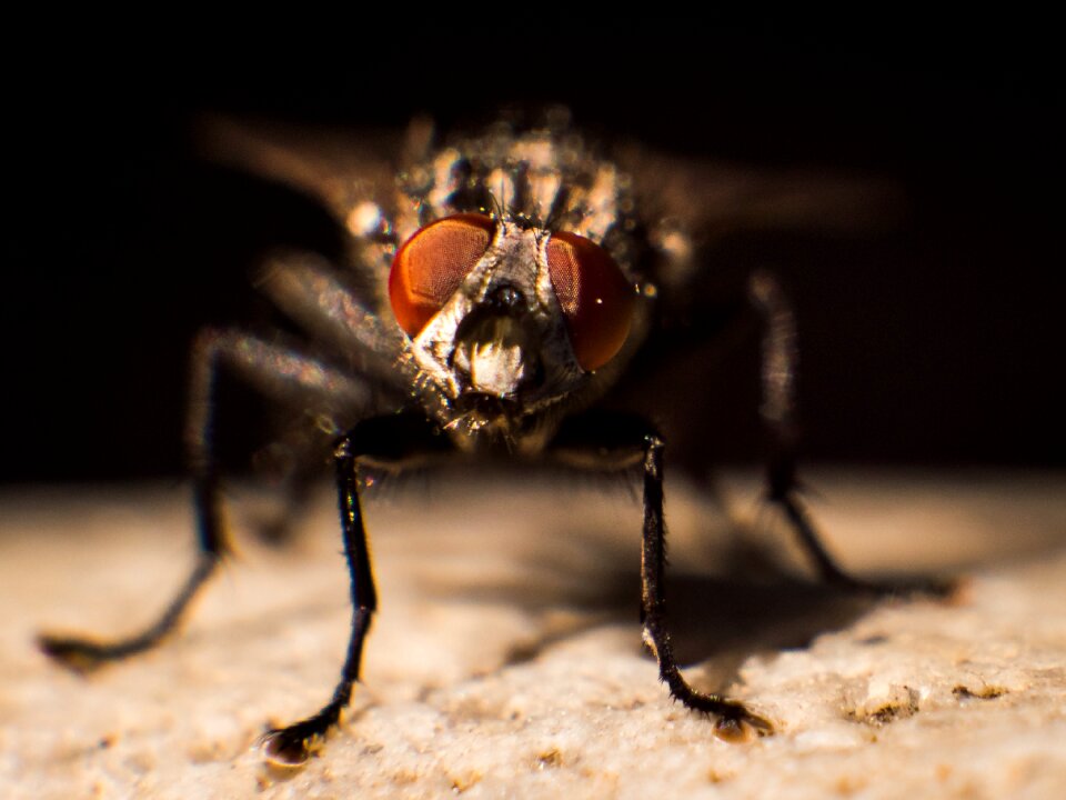 Animal world small macro