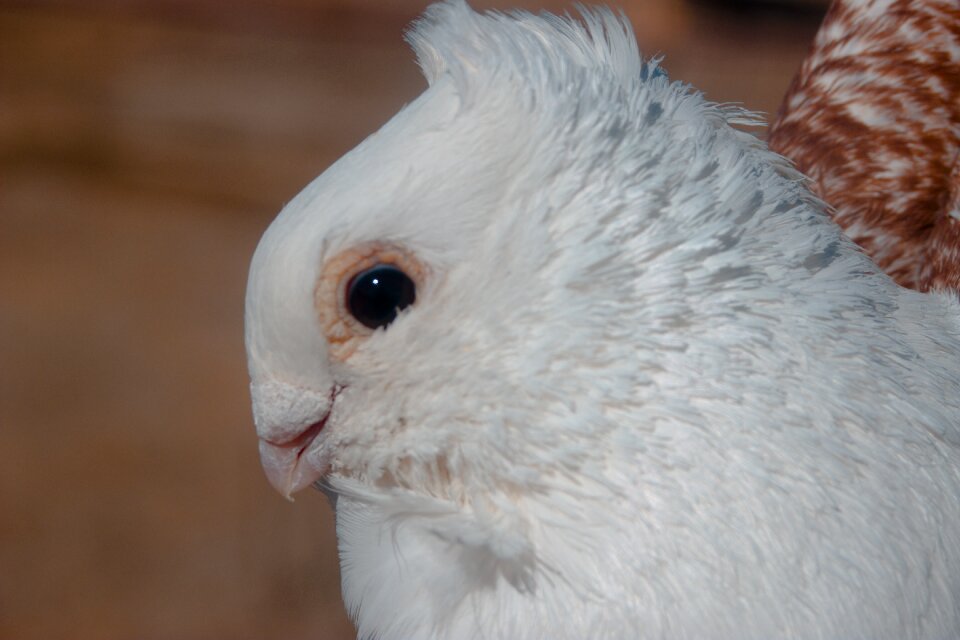 Animals wildlife bird wild birds