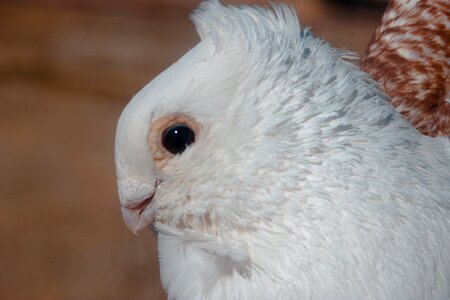 Animals wildlife bird wild birds