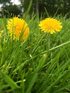 Yellow flower summer photo