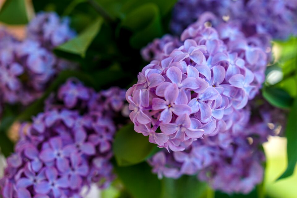 Garden floral bouquet of flowers