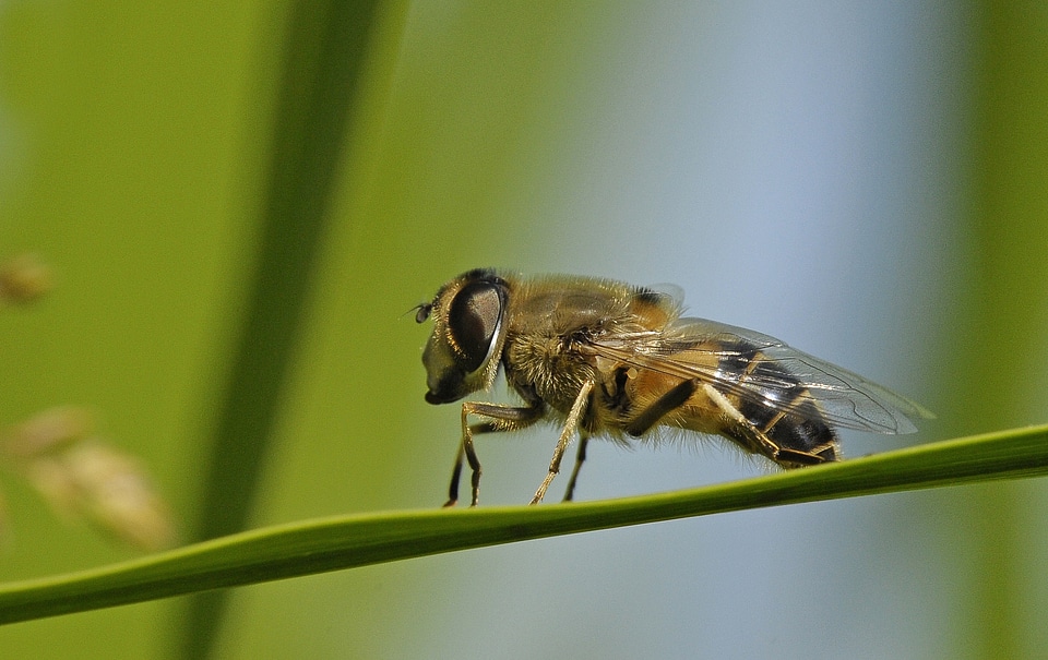 Nature insect macro bee