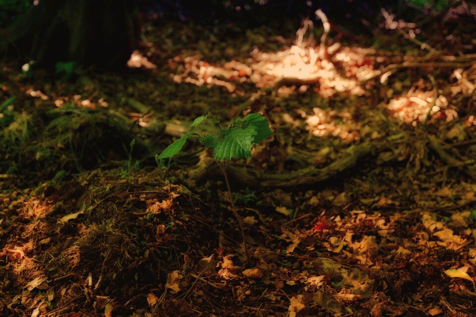 Wood environment plant