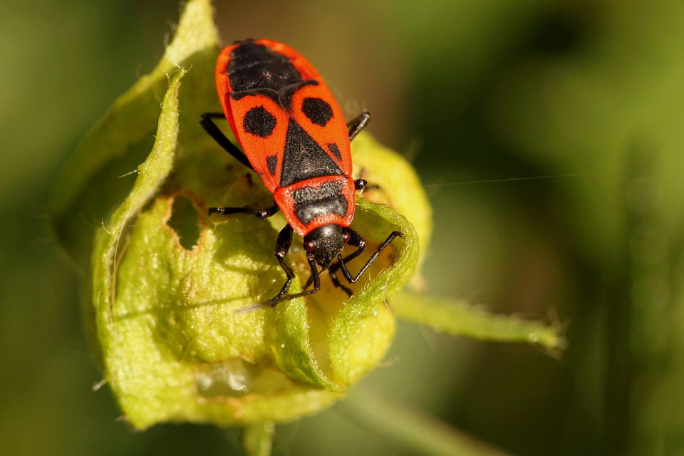 Insect insect macro animal
