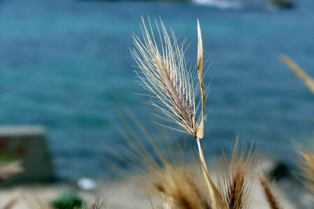 The sun wheat straw