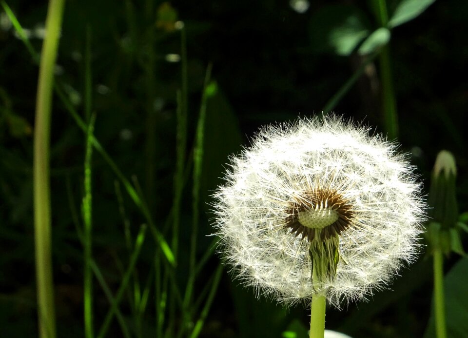 Dandelion fluff mood