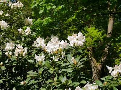 Nature rhododendron white